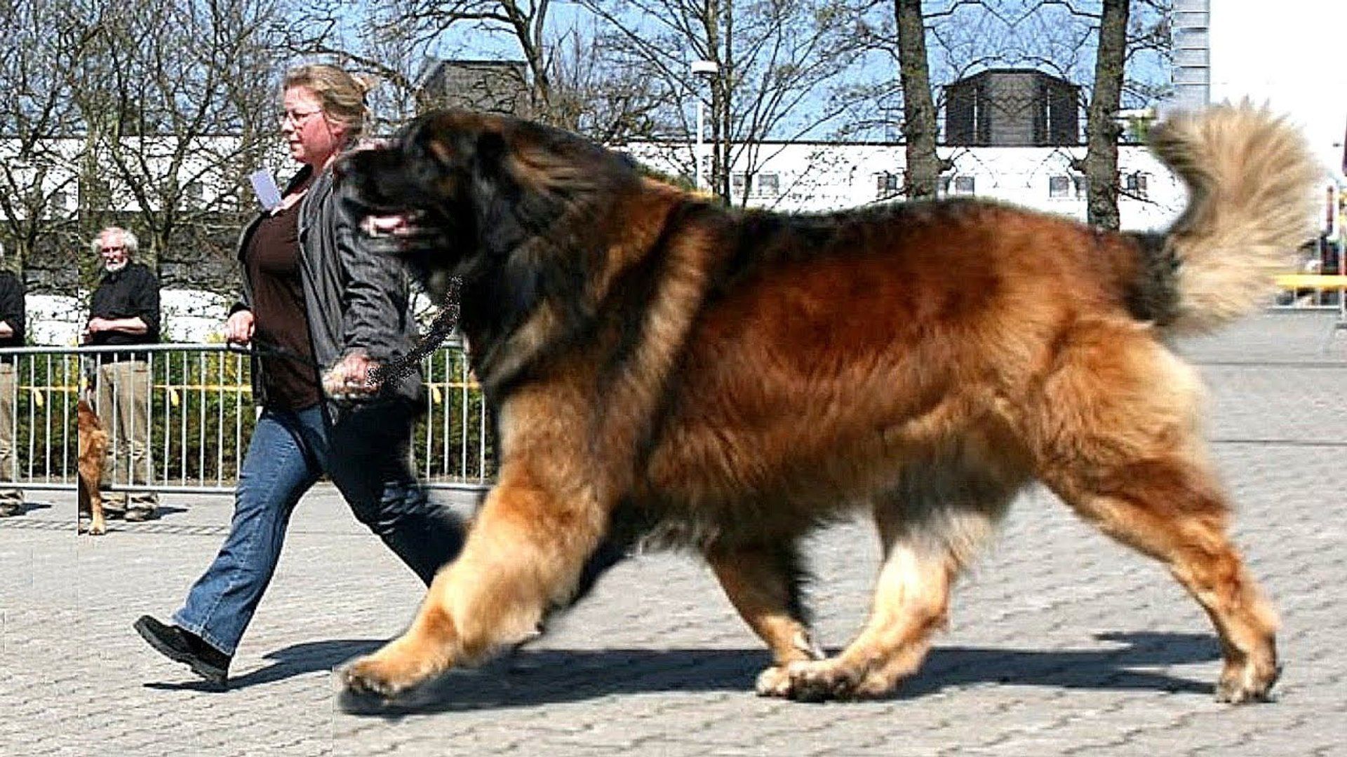 世界一大きい犬の品種はグレート・デーン！？ギネス記録保持犬の画像とランキング常連犬種5選 | poppet（ポペット）ペット大好き
