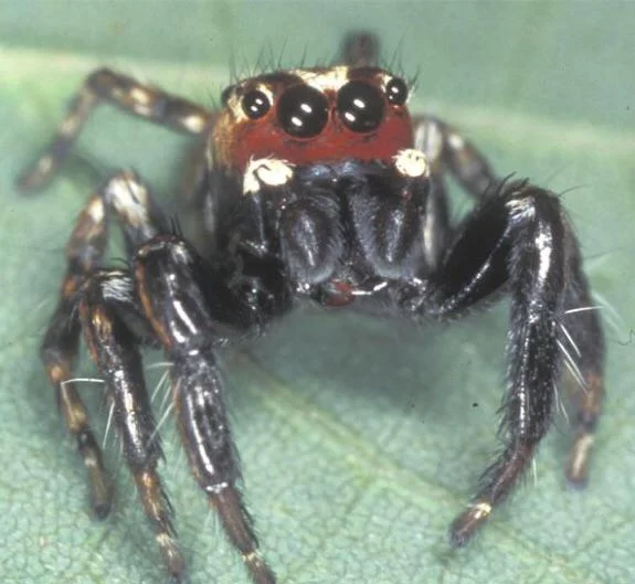  Araña Vampiro (Evarcha Culicivora)