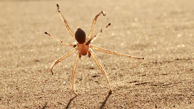  Araña Marroquí del Desierto (Cebrennus rechenbergi) 